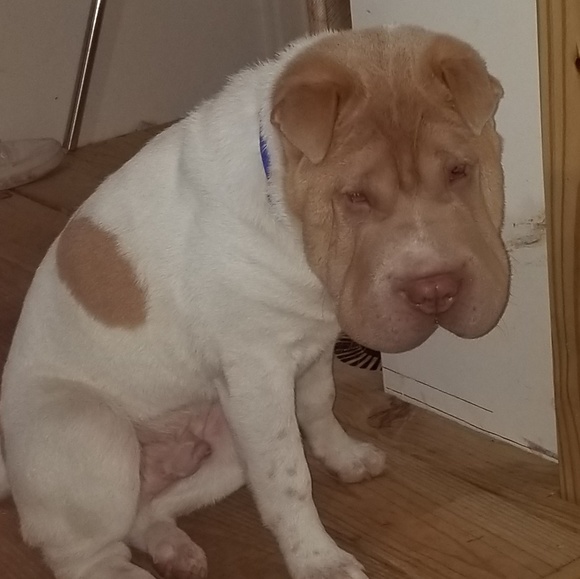 Marsha - Picture 2 of 3